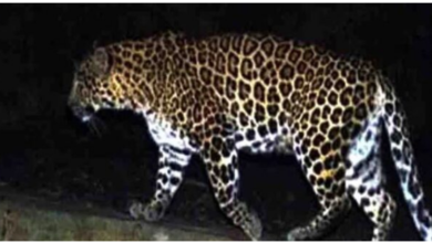 Photo of उत्तराखंड में गुलदार की दहशत: श्रीनगर सहित एक दर्जन गांवों में लगा नाइट कर्फ्यू…