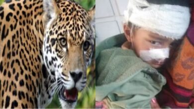 Photo of रुद्रप्रयाग : पांच साल के बच्चे पर गुलदार ने किया हमला