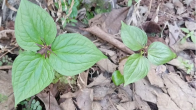 Photo of उत्तराखंड: अब 500 वन पंचायतों समेत 10 हजार हेक्टेयर भूमि में उगाई जाएगी जड़ी-बूटी