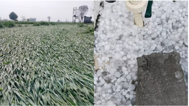 Photo of हिसार: किसानों की उम्मीदों पर बरसे ओले…60 से अधिक गांवों में फसलों को नुकसान