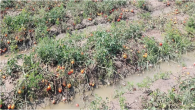 Photo of हरियाणा: बारिश और ओलावृष्टि से पहुंचा भारी नुकसान, सड़ने लगी सब्जियां
