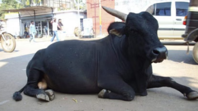 Photo of नोएडा: बेकाबू सांड की टक्कर में बाइक सवार किशोर की मौत