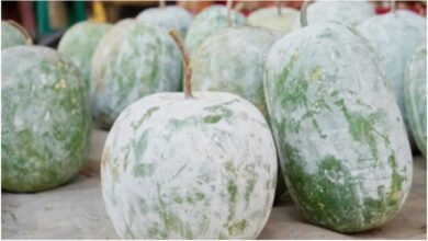 Photo of सफेद पेठे के जूस के फायदे जान रह जाएंगे हैरान