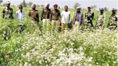 Photo of अंतरराष्ट्रीय सीमा पर कर रहा था अफीम की खेती, लगे थे 1200 पौधे