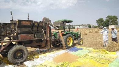 Photo of हरियाणा: कर्ण शिवानी गेहूं किस्म बन सकती है किसानों की लाडली
