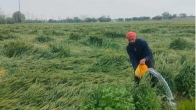 Photo of मार्च में बारिश व ओलावृष्टि से खराब हुई थी रबी की फसल