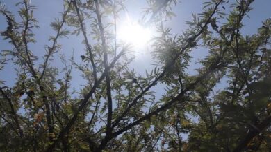 Photo of उत्तराखंड: फिर टूटा रिकॉर्ड, तापमान 36 डिग्री पार