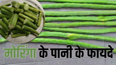Photo of कई बीमारियो की एक दवा है मोरिंगा