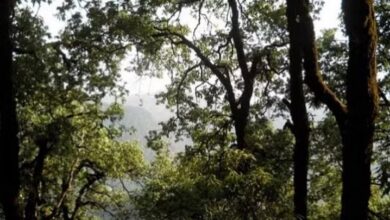 Photo of उत्तराखंड: बांज के वृक्षों पर मंडराया खतरा…बीमारी से सूख रहे