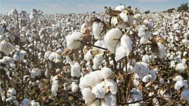 Photo of हरियाणा: बारिश से कपास की फसलों को भारी नुकसान