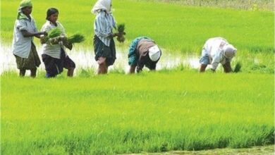 Photo of किसानों के लिए खुशखबरी…इस दिन से शुरू होगी धान- बाजरा; मूंग और मक्का की सरकारी खरीद