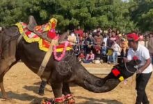 Photo of राजस्थानी लोक धुनों पर थिरके ऊंट, हैरतअंगेज करतबों से पर्यटकों का ध्यान आकर्षित किया