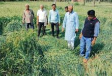 Photo of उमरिया: ओलावृष्टि से फसल नुकसान का कांग्रेस ने लिया जायजा