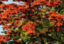 Photo of पलाश के फूल से घर में नहीं होगी पैसों की तंगी, प्रतिष्ठा भी बढ़ेगी…