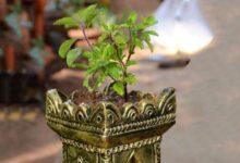 Photo of तुलसी पूजा में जरूर करें ये काम, प्रभु श्रीहरि भी होंगे प्रसन्न