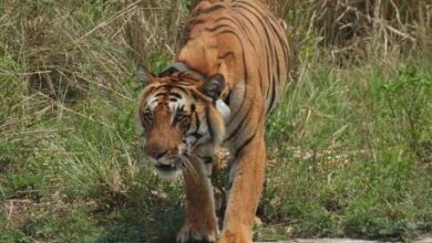Photo of प्रदेश में बाघ आकलन की तैयारियां हुईं तेज, पहले चरण में अक्तूबर में होगा साइंस सर्वे शुरू