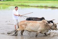 Photo of सीएम पुष्कर सिंह धामी ने अपने खेत में चलाया हल, धान की रोपाई की