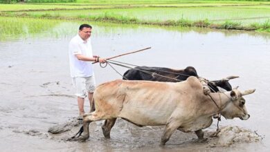 Photo of सीएम पुष्कर सिंह धामी ने अपने खेत में चलाया हल, धान की रोपाई की