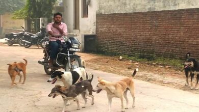 Photo of दिल्ली की सड़कों-गलियों में आवारा कुत्तों का खौफ, काटने पर 1500 से अधिक लोग रोजाना पहुंच रहे अस्पताल