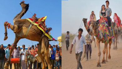 Photo of राजस्थान: ब्रह्मा आरती के साथ आज होगा ‘पुष्कर मेला’ का आगाज