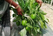 Photo of पंजाब में 1200 से अधिक युवा बने कृषि- बिजनेसमैन