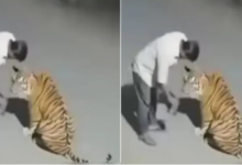 Photo of नशे में धुत शख्स ने बाघ को समझ लिया कुत्ता