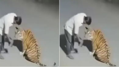 Photo of नशे में धुत शख्स ने बाघ को समझ लिया कुत्ता