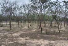 Photo of भीलवाड़ा में बड़ा अवैध वनों की कटाई घोटाला उजागर ACB की जांच शूरु