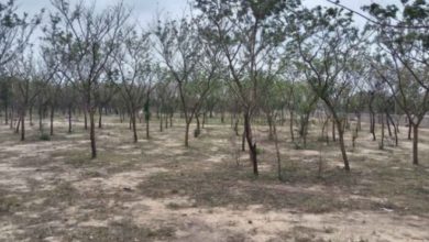 Photo of भीलवाड़ा में बड़ा अवैध वनों की कटाई घोटाला उजागर ACB की जांच शूरु