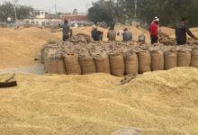 Photo of पंजाब में धान पर बाढ़ की मार: खरीद का लक्ष्य नहीं हो पाया पूरा