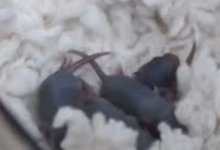 Photo of चीन में अंतरिक्ष मिशन से लौटने के बाद मादा चूहे ने बच्चों को दिया जन्म