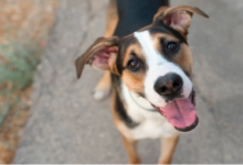 Photo of हाईकोर्ट ने कहा कुत्तों की नसबंदी बड़ा घोटाला