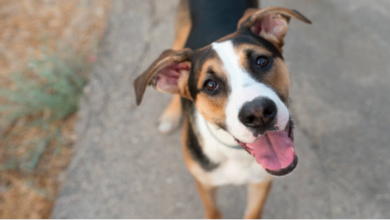 Photo of हाईकोर्ट ने कहा कुत्तों की नसबंदी बड़ा घोटाला