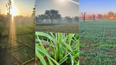 Photo of राजस्थान में कड़ाके की सर्दी का दौर, उत्तरी हवाओं से पारा 7 डिग्री तक गिरा
