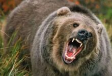 Photo of उत्तराखंड: भालू के बढ़ते हमलों को लेकर वन विभाग ने लिया निर्णय