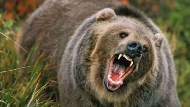 Photo of उत्तराखंड: भालू के बढ़ते हमलों को लेकर वन विभाग ने लिया निर्णय