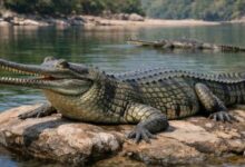 Photo of उत्तराखंड: गंगा बेसिन के सर्वे में मिले 3037 घड़ियाल, चंबल में सबसे अधिक