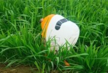 Photo of हरियाणा के इस जिले में मिला संदिग्ध गुब्बारा, लिखा है पाकिस्तान इंटरनेशनल एयरलाइन