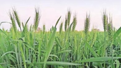 Photo of हरियाणा में समय से पहले बढ़ता ‘तापमान’ फसलों का कर सकता है ‘नुक्सान’!