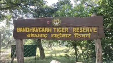 Photo of बांधवगढ़ टाइगर रिजर्व: लापरवाही पड़ी भारी, सफारी में नियम तोड़ने पर 17 चालक, गाइडों को नोटिस