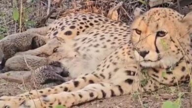 Photo of  मध्य प्रदेश के कूनो में आज पहुंचेंगे बोत्सवाना से 8 चीते