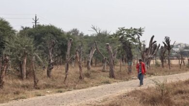 Photo of इंदौर और आसपास के क्षेत्रों में दो लाख पेड़ काटने की तैयारी, ग्रीन कवरेज एरिया घटा
