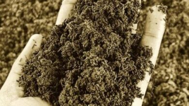 Photo of खतरे में ‘मिट्टी’: ग्लोबल वार्मिंग ने खत्म किए 70% सूक्ष्म जीव, थाली तक पहुंच रहा कुपोषण