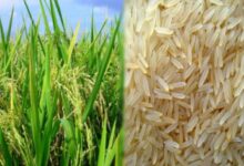 Photo of US-ईरान युद्ध का असर: बासमती चावल निर्यात पर ब्रेक, कंसाइनमेंट बंदरगाहों पर अटके