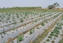 Photo of बिहार: विदेशों में लाखों की नौकरी छोड़ी, बंजर जमीन पर उगाई स्ट्रॉबेरी…