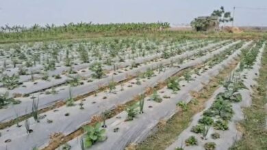 Photo of बिहार: विदेशों में लाखों की नौकरी छोड़ी, बंजर जमीन पर उगाई स्ट्रॉबेरी…