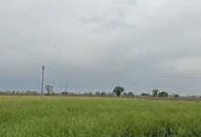 Photo of हरियाणा में मौसम ने ली करवट: सरसों की फसल को लेकर किसानों में चिंता