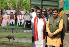 Photo of 150 साल बाद कान्हा में लौटा जंगली भैंसा, सीएम ने कहा-मजबूत होगा ईको-सिस्टम