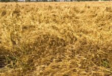 Photo of पंजाब में ऑरेंज अलर्ट: बारिश-ओलावृष्टि से किसानों की चिंताएं बढ़ीं