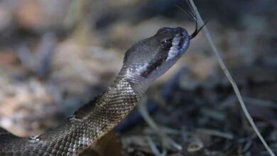 Photo of केरल में क्यों बढ़ रहे हैं सांप काटने के मामले? 6 लोगों की मौत